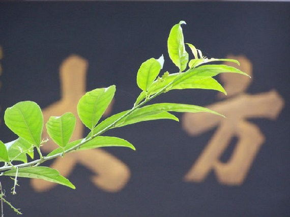 �����뷨ʦ��ʲô��ͬ