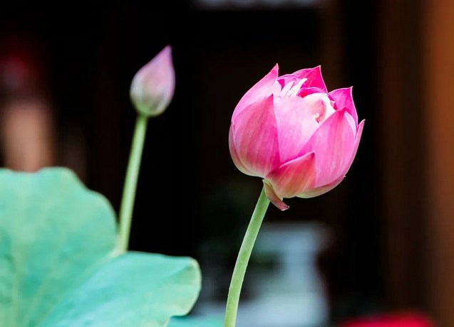 ���ž����������������ص�