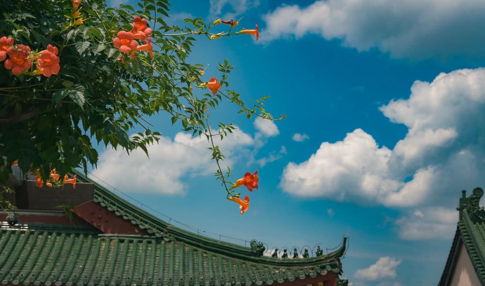 生命大方向的拟定——不要名利,惟求涅槃
