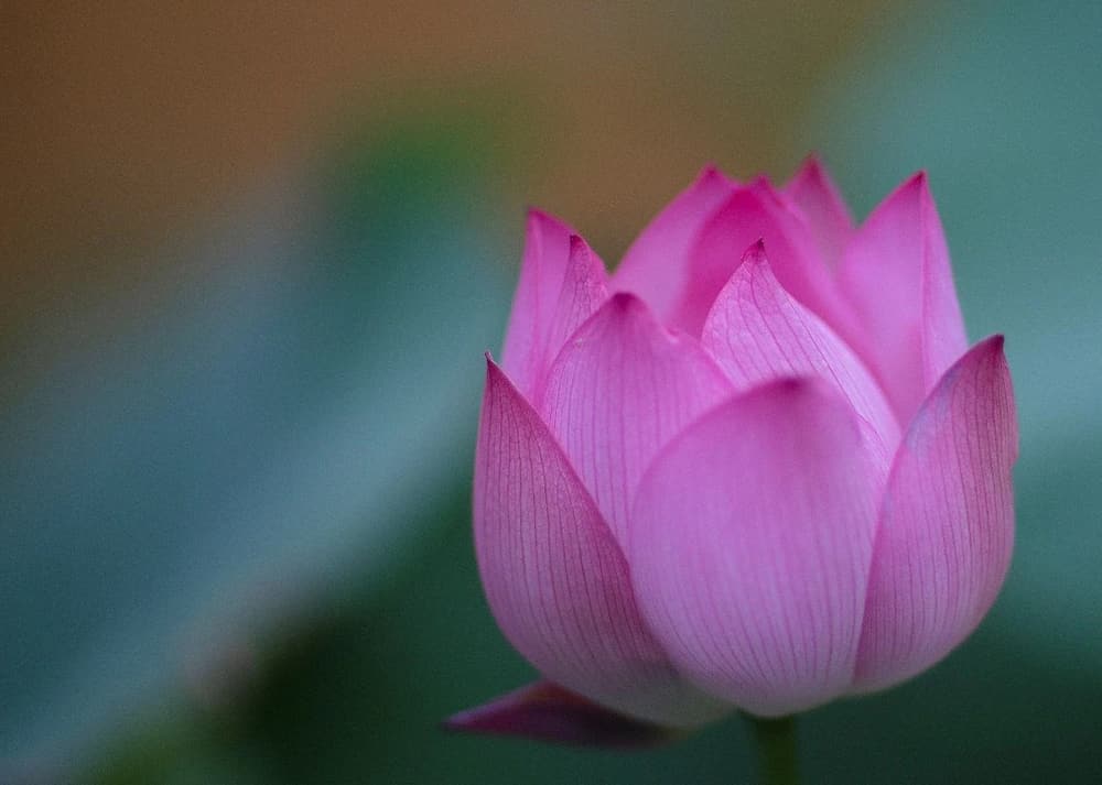 ԭ���˺�����ǰ