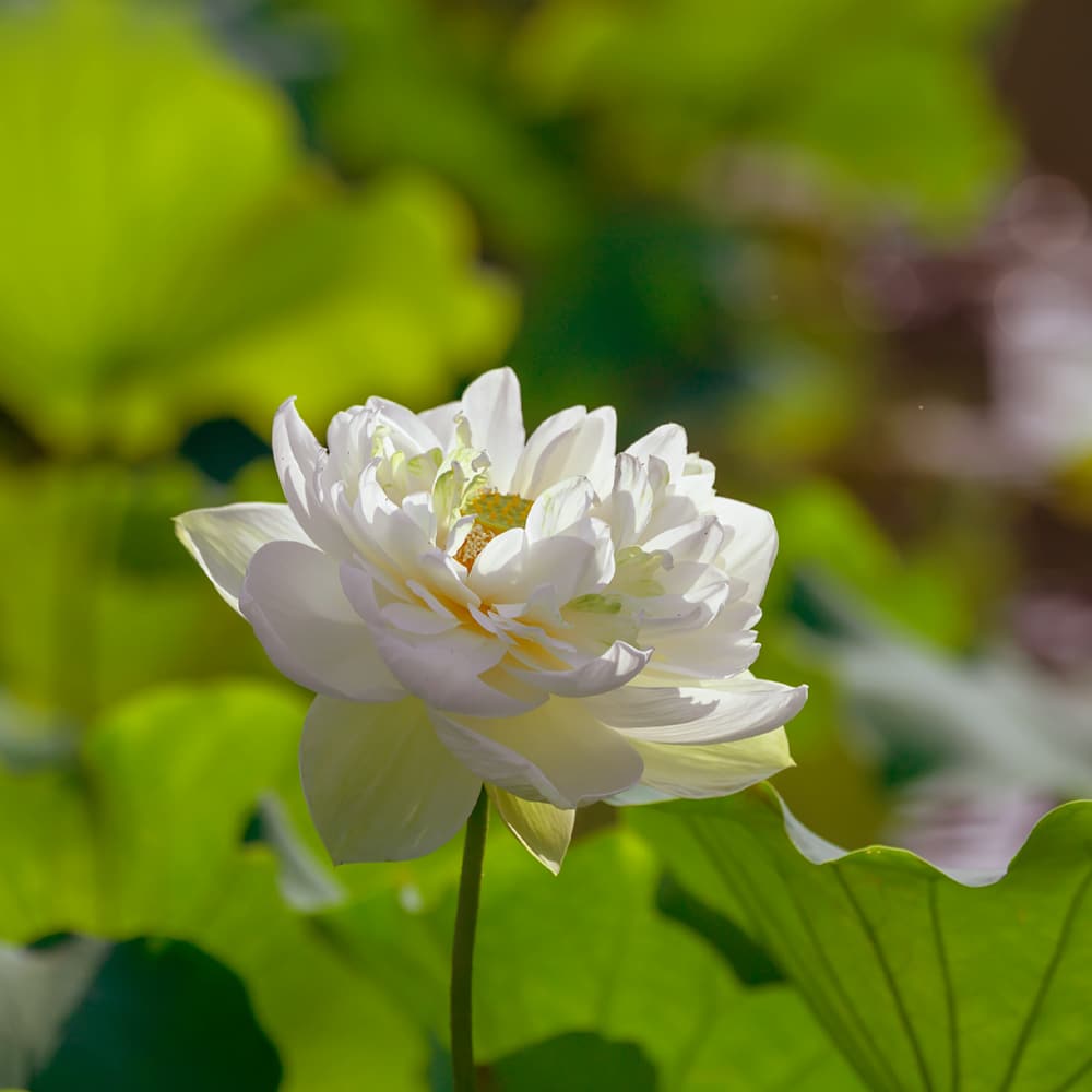 ���������������ʤ�������