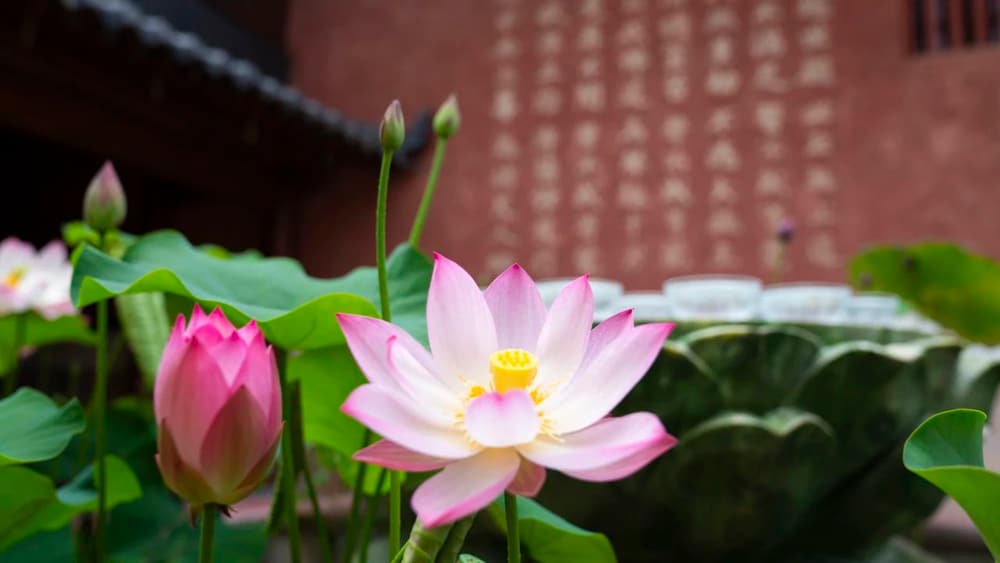 比丘应离这八种过失
