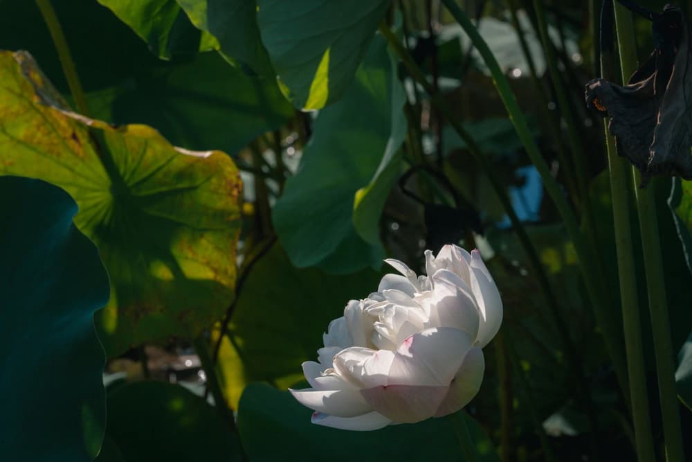 ����������ʮ���޾������Ը