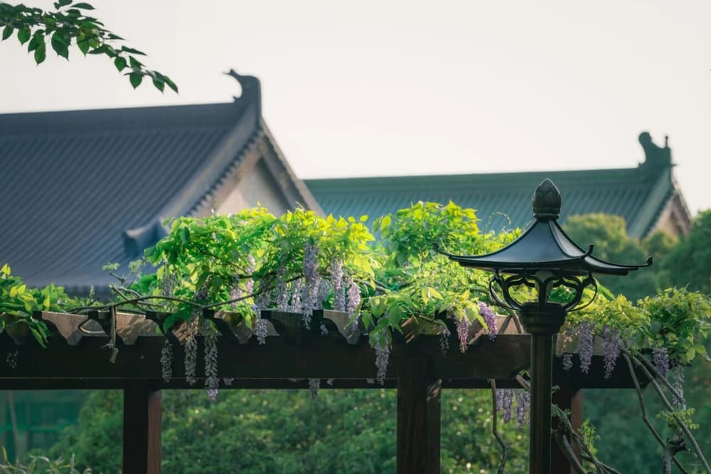 �������ŵ�΢����