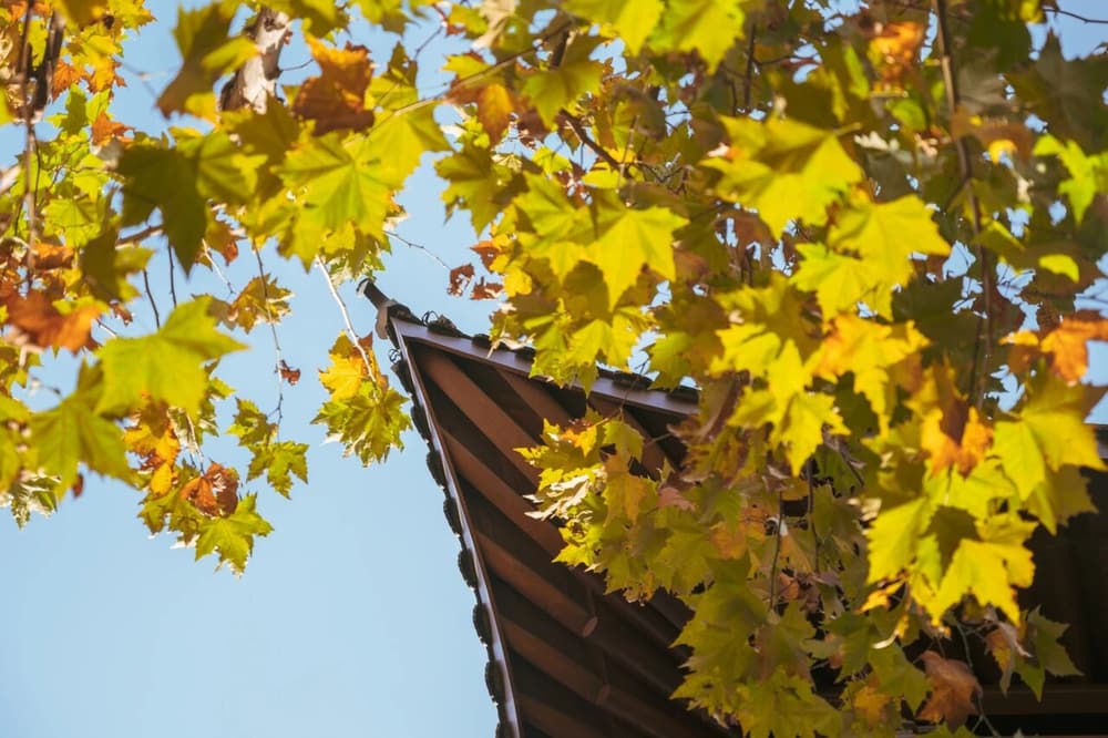 Ҫ��Ȼ��ȥ��ʩ