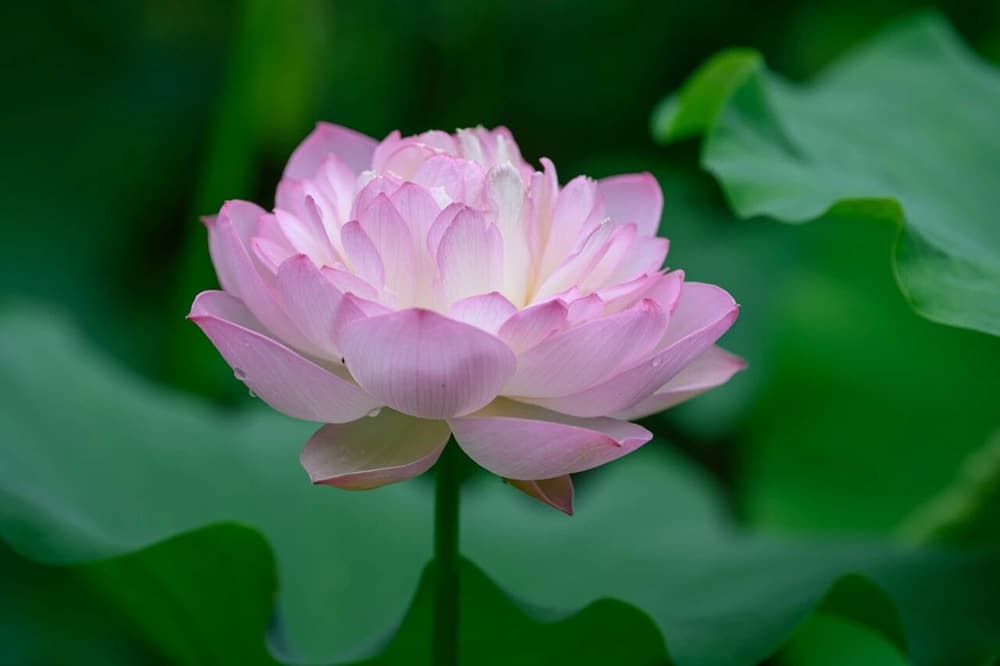 ֻһ�������η�������ֻ��һ�𣬺�������