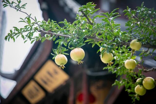 ���ĵ�Բͨ�������������������ʵ�Ĺ���