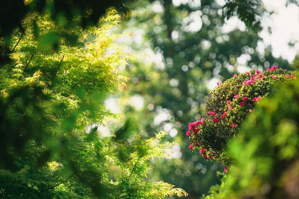 �����ϰ����ƻ�������Ĺ���