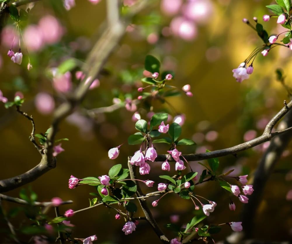 ����������ۡ��������ķ�Ϊ����